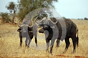 African Buffalos