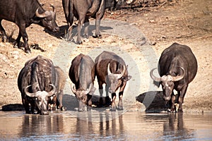 African Buffalos (Syncerus caffer) photo