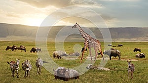 African buffalos, zebras and giraffe in the Ngorongoro Crater. Africa. Tanzania.