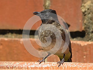 African Bulbul.