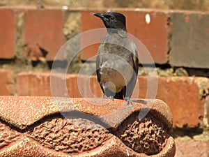 African Bulbul.