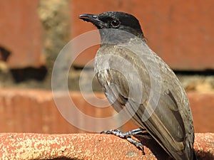 African Bulbul.