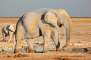 African bull elephant