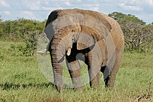 African bull elephant