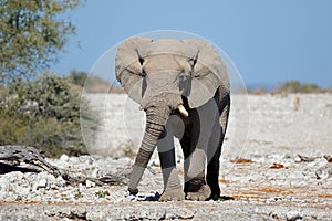 African bull elephant