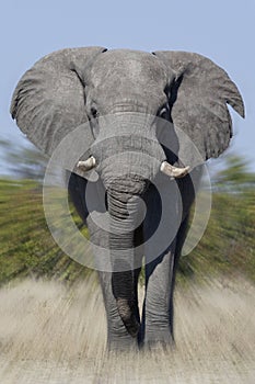 African Bull Elephant Charging - Botswana