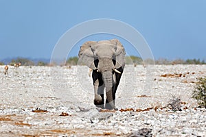 African bull elephant - Etosha National Park