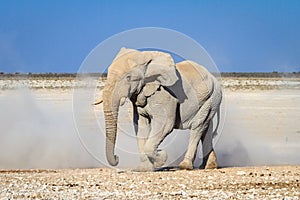 African bull elephant in Etosha National Park, Namibia, Africa