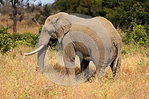 African bull elephant - Kruger National Park