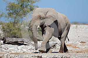 African bull elephant