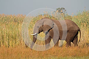 African bull elephant, Namibia