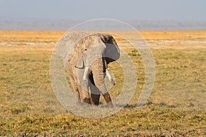 African bull elephant in natural habitat, Amboseli National Park, Kenya