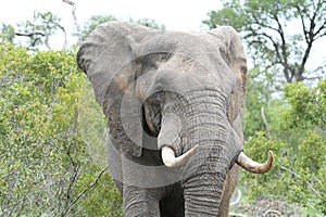 African Bull Elephant Upclose