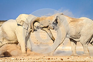 African bull elephants fighting at waterhole in Etosha National Park, Namibia, Africa