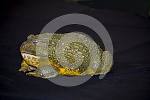 African Bull Frog on a black background