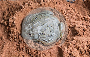 african bullfrog