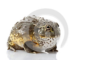 African Bullfrog/Pixie Frog