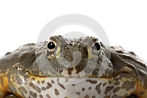 African Bullfrog/Pixie Frog