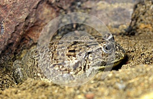 The African bullfrog or Pixie frog.