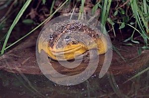 African bullfrog (pyxicephalus adspersus)