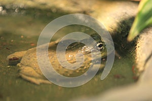 African bullfrog