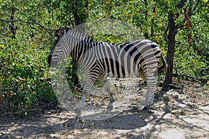 African Burchell Zebra in the wilderness alone