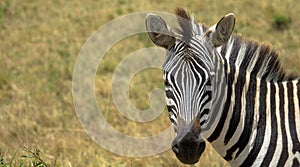 African Burchells Zebra