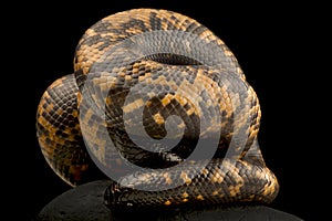 African Burrowing Python Calabaria reinhardtii photo