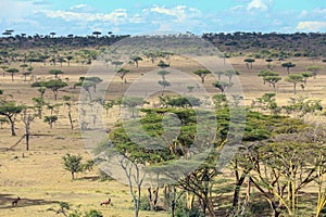 African Bush