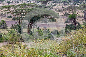 African Bush