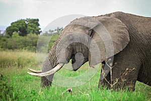 African bush elephant