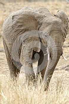 African Bush Elephant