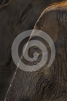 African Bush Elephant