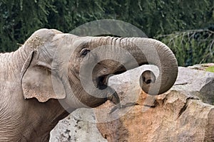 The African bush elephant also known as the African savanna elephant photo