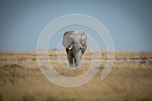 African bush elephant approaches camera in savannah