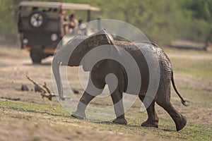 African bush elephant baby walks past jeep