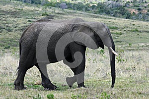 African Bush Elephant, Botlierskop Reserve, South Africa