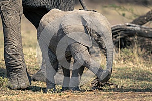 African bush elephant calf walks lifting forefoot photo