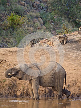 African bush elephant and Chacma baboons. Madikwe Game Reserve, South Africa
