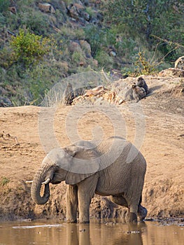 African bush elephant and Chacma baboons. Madikwe Game Reserve, South Africa