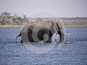 African bush elephant crossing Chobe river