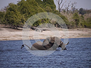 African bush elephant crossing Chobe river