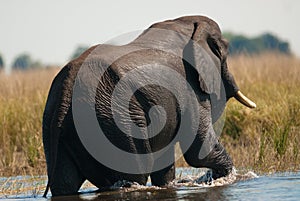 African bush elephant crossing river