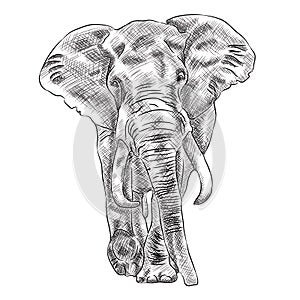 African Bush Elephant Digital Sketch Isolated On White