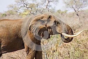African bush elephant drinking, in Kruger Park, South Africa