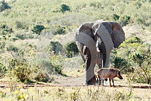 African Bush Elephant drinking water.