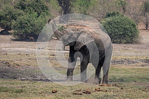 African bush elephant dusts itself by waterhole