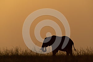 African bush elephant eating grass at sunset