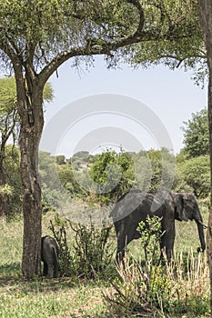 African Bush elephant family