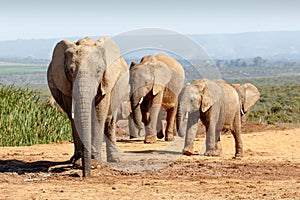 African Bush Elephant family gathering at the watering hole